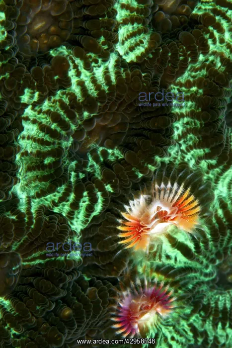 : Feather Duster Worm / Christmas Tree Worm - on : Feather Duster Worm / Christmas Tree Worm - on