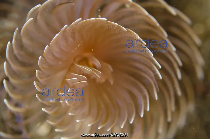 : Feather Duster Worm - feeding with feathery gill-crown : Feather Duster Worm - feeding with feathery gill-crown