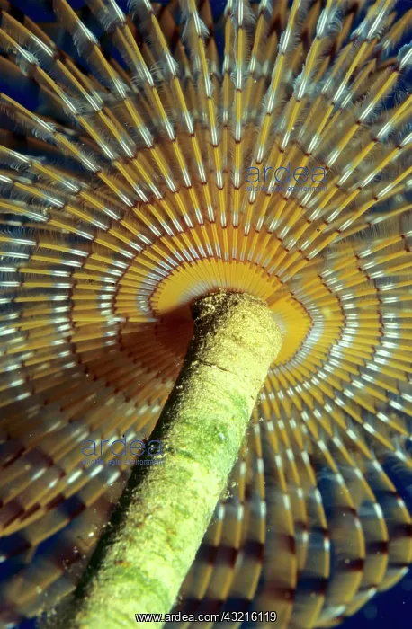  : Feather Duster Worm (Sabellidae), Mediterranean