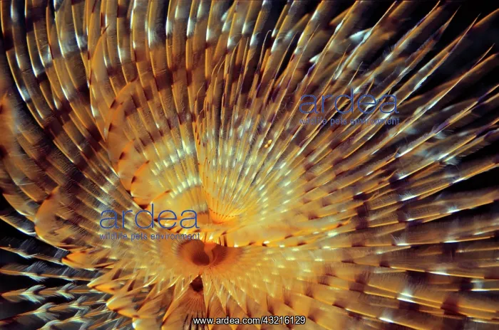  : Feather Duster Worm (Sabellidae), Mediterranean
