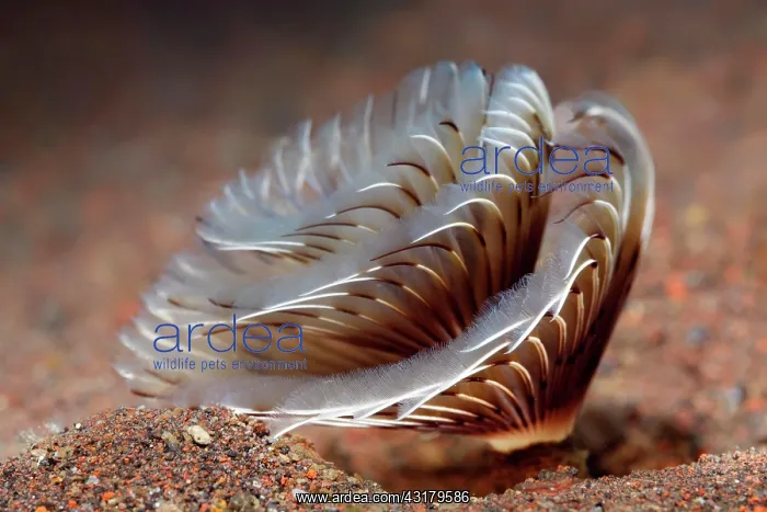 : Feather duster worms ( Sabellastarte sp.) Bali : Feather duster worms ( Sabellastarte sp.) Bali