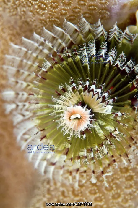: Feather Duster / X-Mas Tree Worm : Feather Duster / X-Mas Tree Worm