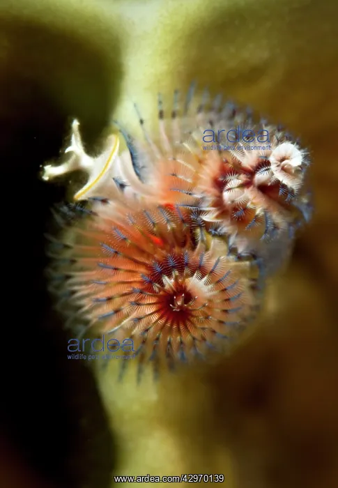 : Feather Duster / X-Mas Tree Worm : Feather Duster / X-Mas Tree Worm