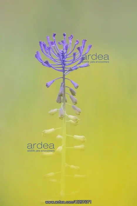 : Feather Hyacinth (muscari comosum) flowering, H : Feather Hyacinth (muscari comosum) flowering, H