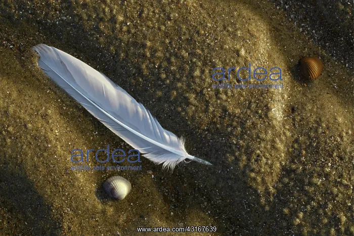 : Feather (Larus sp) and Common Cockles (Cerastoderma edule) on the beach at last light : Feather (Larus sp) and Common Cockles (Cerastoderma edule) on the beach at last light