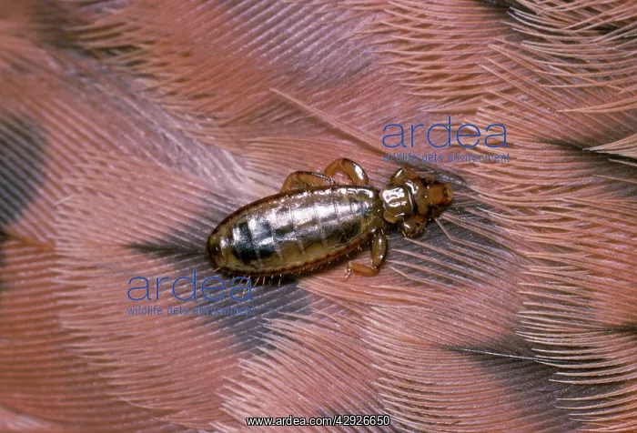 : Feather Louse - on feather of Kestrel : Feather Louse - on feather of Kestrel