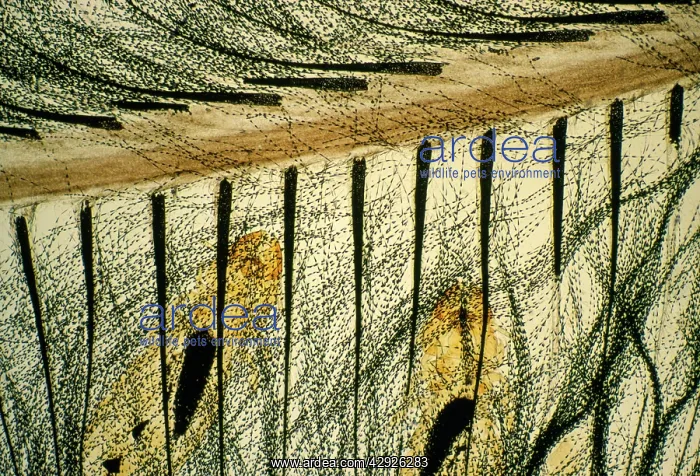 : Feather Louse - on feather. Magnification x10 : Feather Louse - on feather. Magnification x10