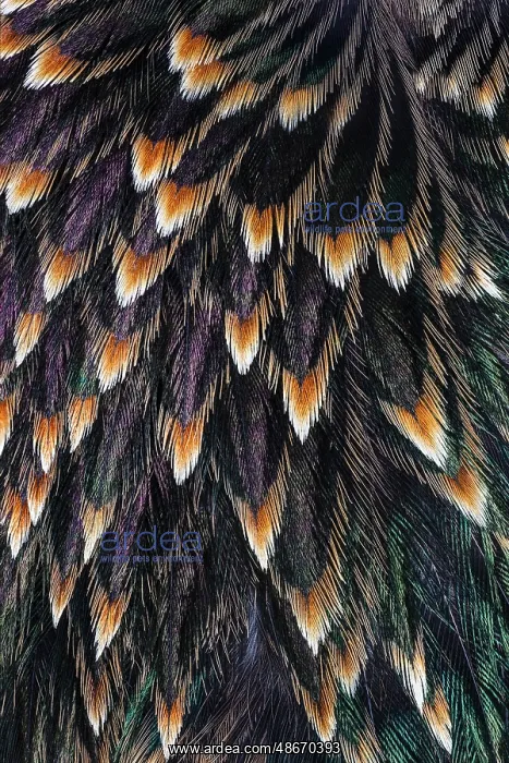 : Feather pattern on back of common Starling : Feather pattern on back of common Starling