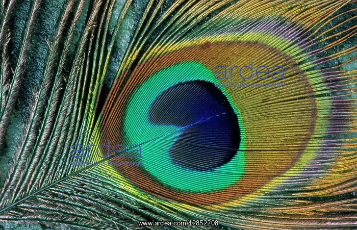  : Feather of a PEACOCK