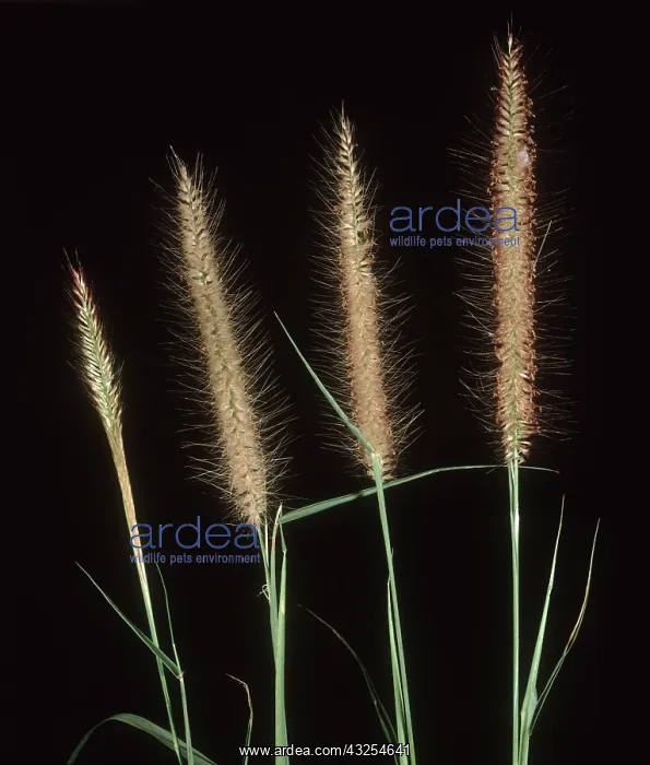 : Feather pennisetum Grass : Feather pennisetum Grass