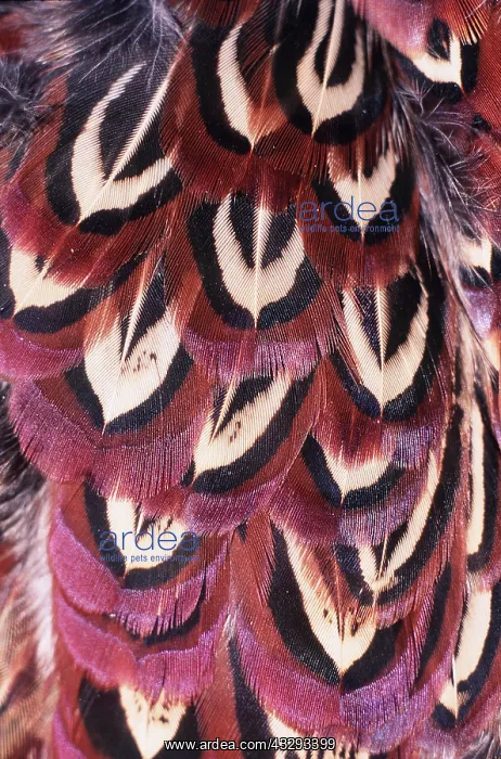 : FEATHER - Pheasant feather close-up : FEATHER - Pheasant feather close-up