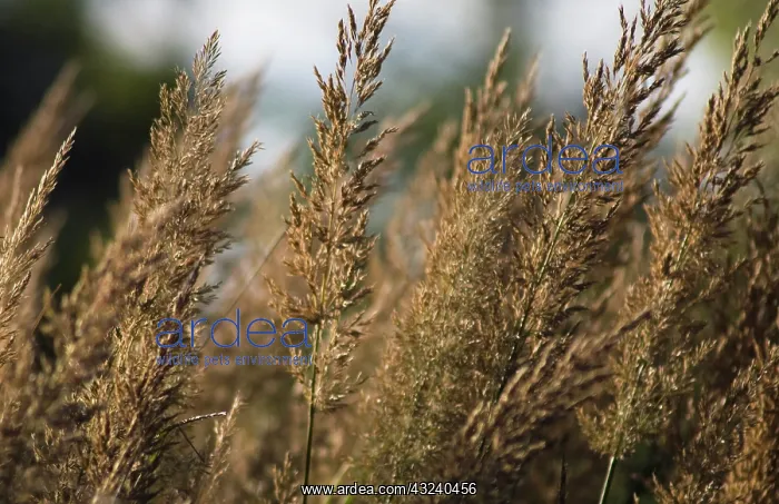 : Feather reed grass : Feather reed grass
