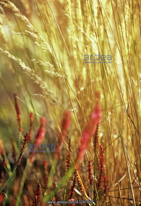: Feather reed grass : Feather reed grass
