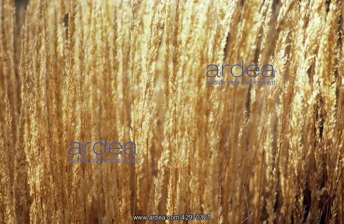 : Feather reed grass Calamogrostis x acutiflora Karl Foerster : Feather reed grass Calamogrostis x acutiflora Karl Foerster
