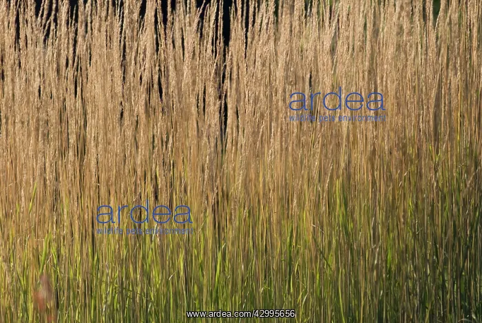 : Feather reed grass Calamogrostis x acutiflora Karl Foerster : Feather reed grass Calamogrostis x acutiflora Karl Foerster