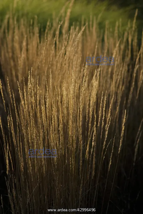 : Feather reed grass Calamogrostis x acutiflora Karl Foerster : Feather reed grass Calamogrostis x acutiflora Karl Foerster