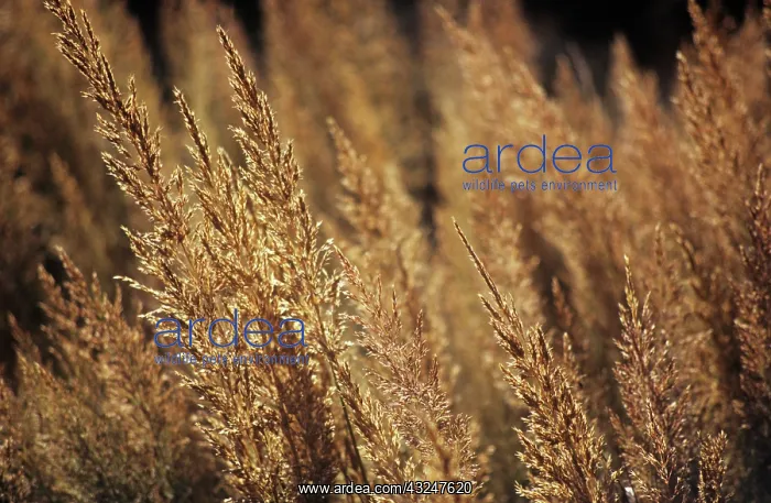 : Feather reed grass Calamogrostis x acutiflora Karl Foerster : Feather reed grass Calamogrostis x acutiflora Karl Foerster