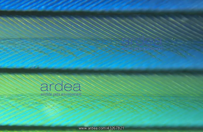 : Detail of feather showing interlocking barbules : Detail of feather showing interlocking barbules