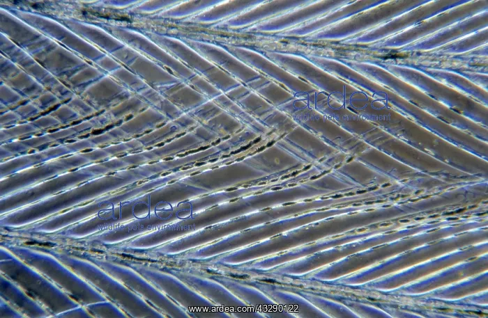 : Feather detail showing interlocking fibers : Feather detail showing interlocking fibers
