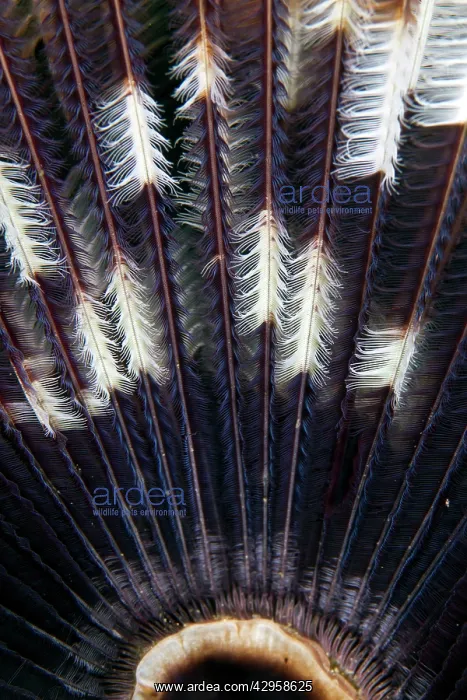 : Feather Star : Feather Star