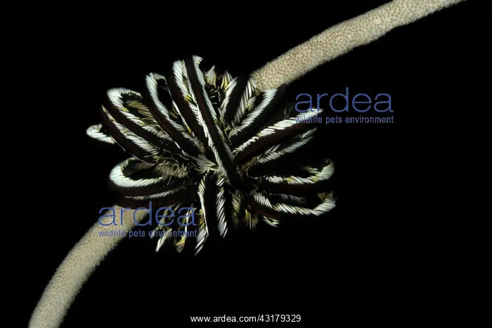 : Feather Star : Feather Star