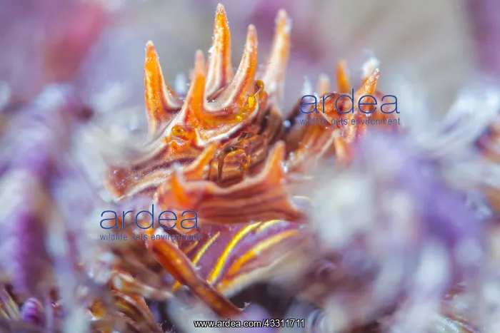 : Feather star crab (Tiaramedon spinosum) female with : Feather star crab (Tiaramedon spinosum) female with