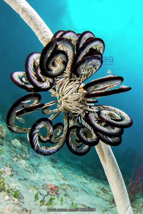 : Feather Star Crinoid (Cenometra bella), hanging : Feather Star Crinoid (Cenometra bella), hanging