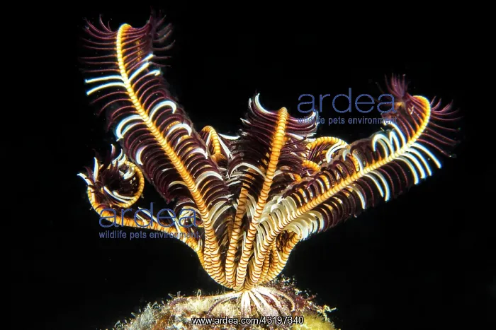 : Feather Star Crinoid (Comanthus sp), night dive : Feather Star Crinoid (Comanthus sp), night dive