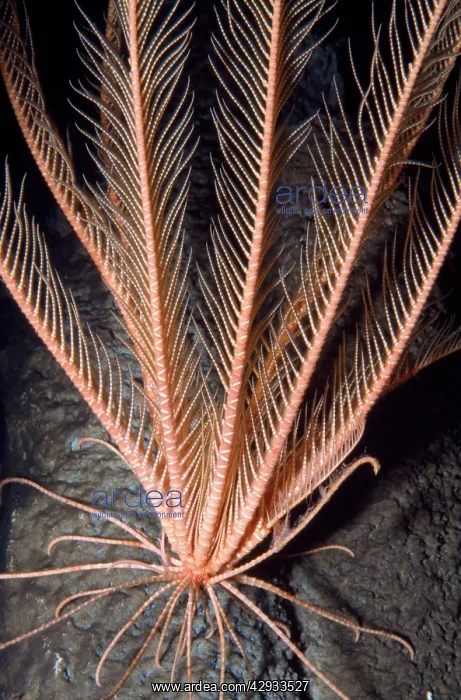 : Feather Star - crinoid. Deep sea, depth to 3300 feet : Feather Star - crinoid. Deep sea, depth to 3300 feet
