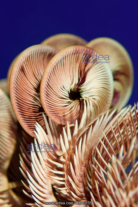 : Feather star crinoid, Raja Ampat, Indonesia : Feather star crinoid, Raja Ampat, Indonesia