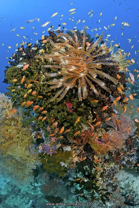 : Feather star (Crinoidea) atop reef outcrop : Feather star (Crinoidea) atop reef outcrop