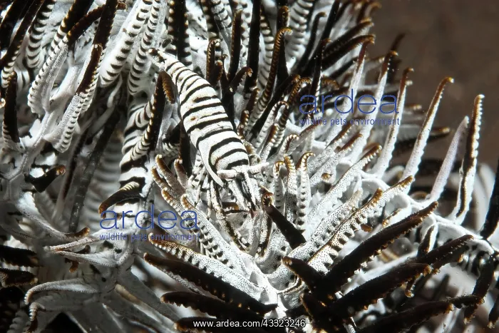 : Feather star (Crinoidea) shrimp (Periclimenes cornutus) : Feather star (Crinoidea) shrimp (Periclimenes cornutus)