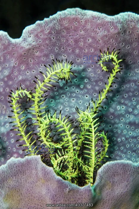 : Feather star (Crinoidea), yellow, in sponge (Niphates) : Feather star (Crinoidea), yellow, in sponge (Niphates)