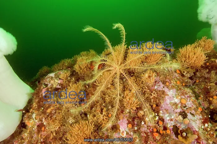 : feather star Florometra serratissima Alaska North Pacific Oc : feather star Florometra serratissima Alaska North Pacific Oc