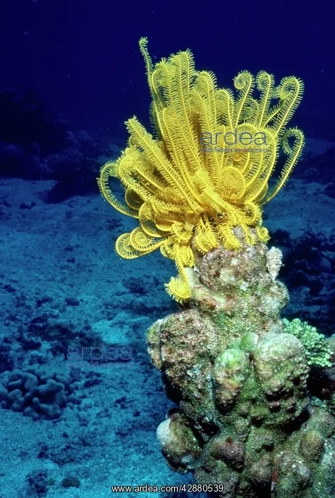 : Feather Starfish : Feather Starfish