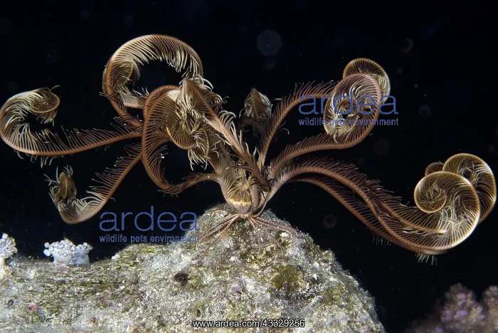 : Feather Stars deployed at night : Feather Stars deployed at night