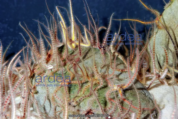 : Feather Stars: on seabed waving their arms about : Feather Stars: on seabed waving their arms about