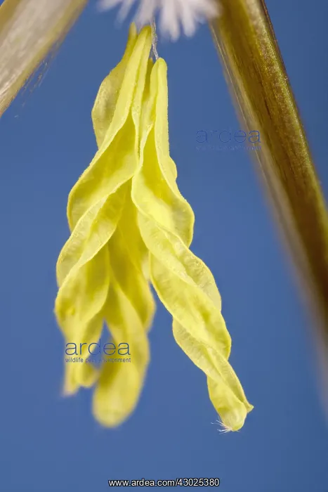  : Feather structure, Norfolk UK