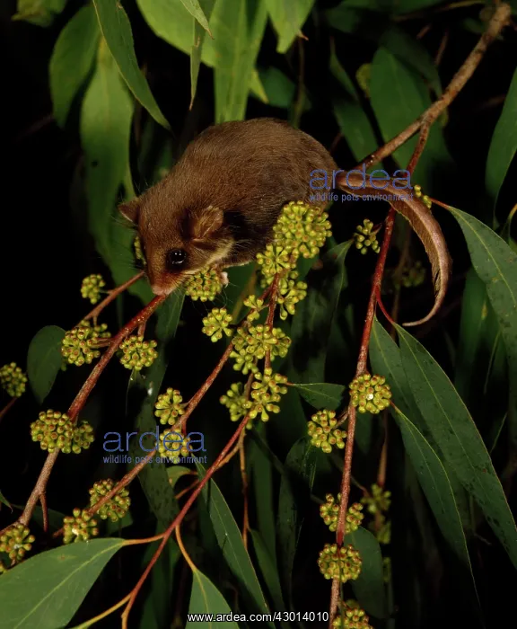 : Feather-tail Glider - Eucalypt Tree : Feather-tail Glider - Eucalypt Tree