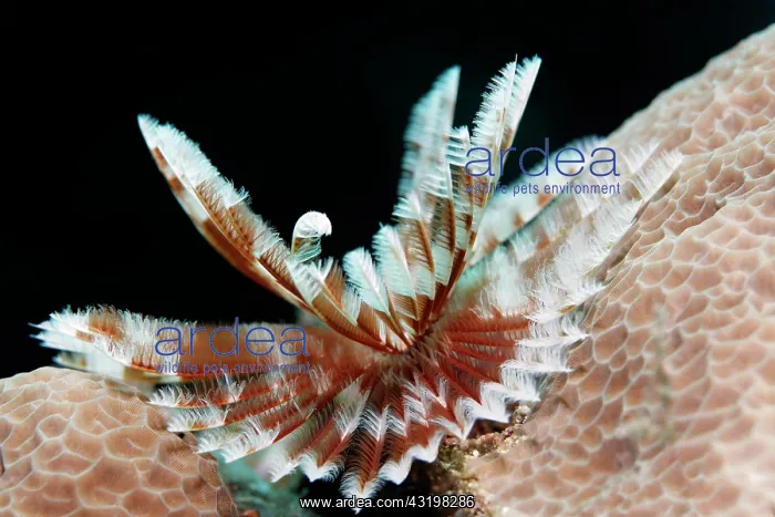 : Feather worm (Sabellastarte sp.) on hard coral : Feather worm (Sabellastarte sp.) on hard coral