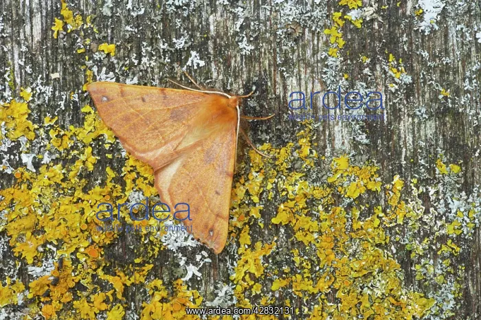 : Feathered Thorn : Feathered Thorn