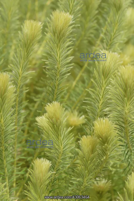 : Featherhead : Featherhead