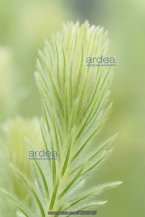 : Featherhead : Featherhead