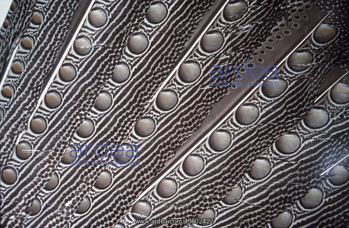 : FEATHERS - Argus Pheasant, Close-up : FEATHERS - Argus Pheasant, Close-up