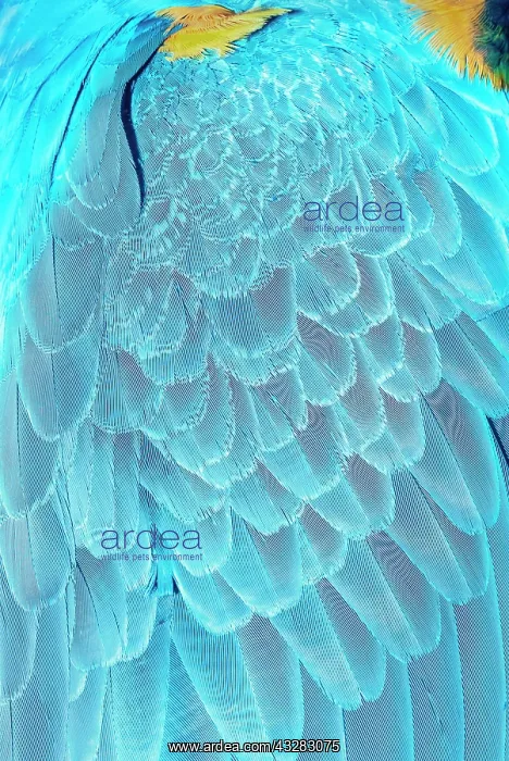 : Feathers of a blue and gold macaw (Ara ararauna) : Feathers of a blue and gold macaw (Ara ararauna)