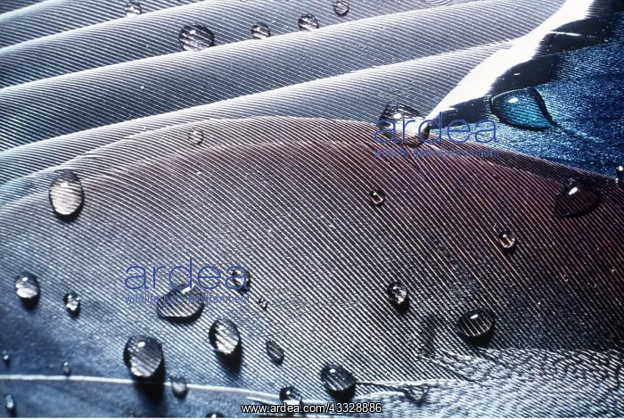 : Feathers of MALLARD DUCK with water drops : Feathers of MALLARD DUCK with water drops