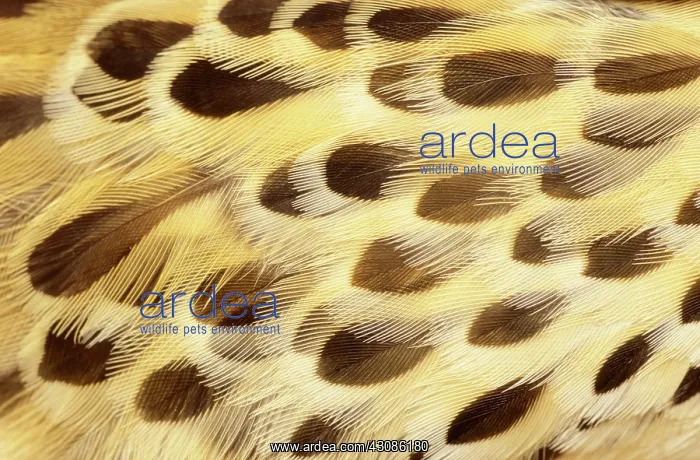 : Feathers of Pallid Cuckoo : Feathers of Pallid Cuckoo