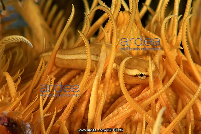  : Featherstar clingfish, Discotrema crinophilum, Walindi, West
