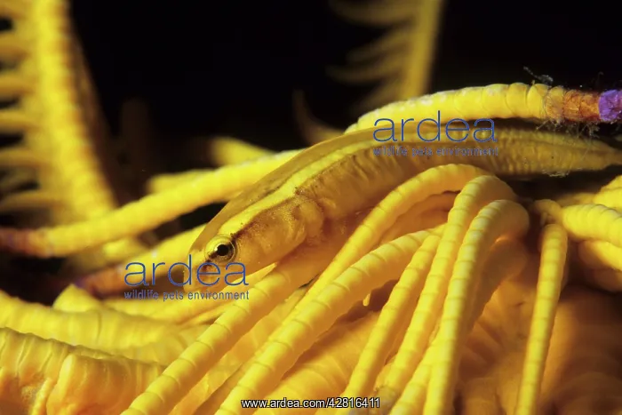  : Featherstar clingfish, Discotrema crinophilum, Walindi, West