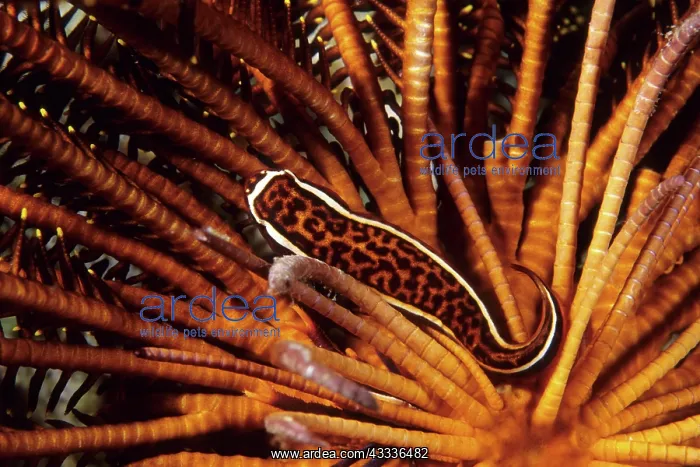 : Featherstar clingfish, Discotrema crinophilum, Walindi, West : Featherstar clingfish, Discotrema crinophilum, Walindi, West